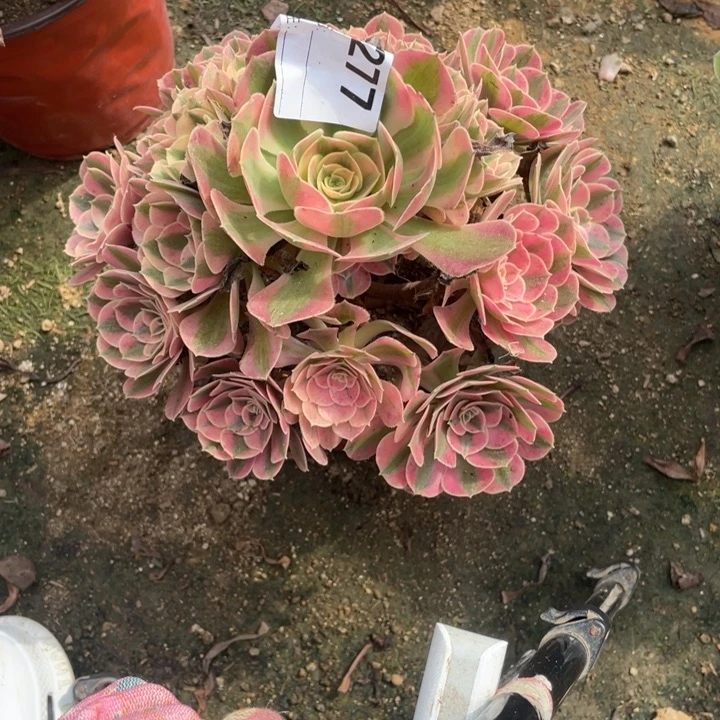 多肉粉女巫法师277