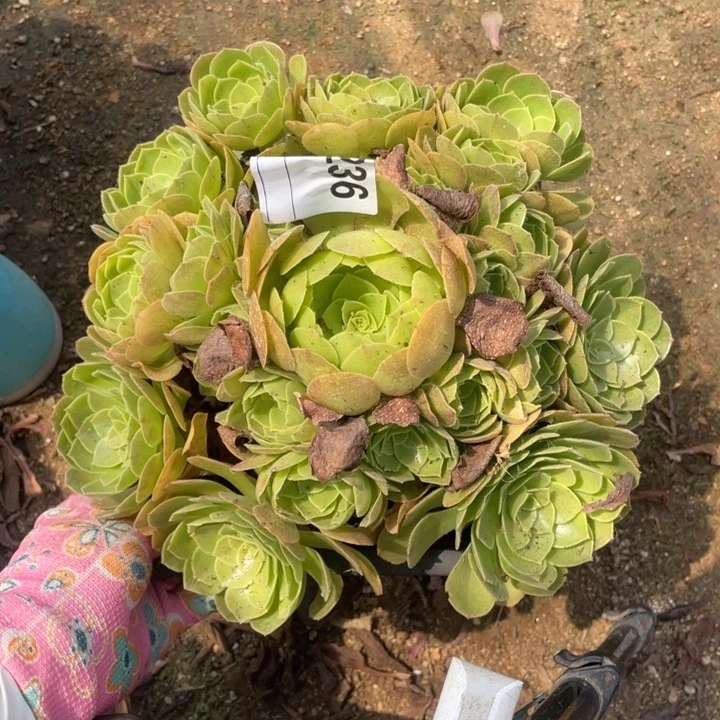 多肉沙拉碗法师236