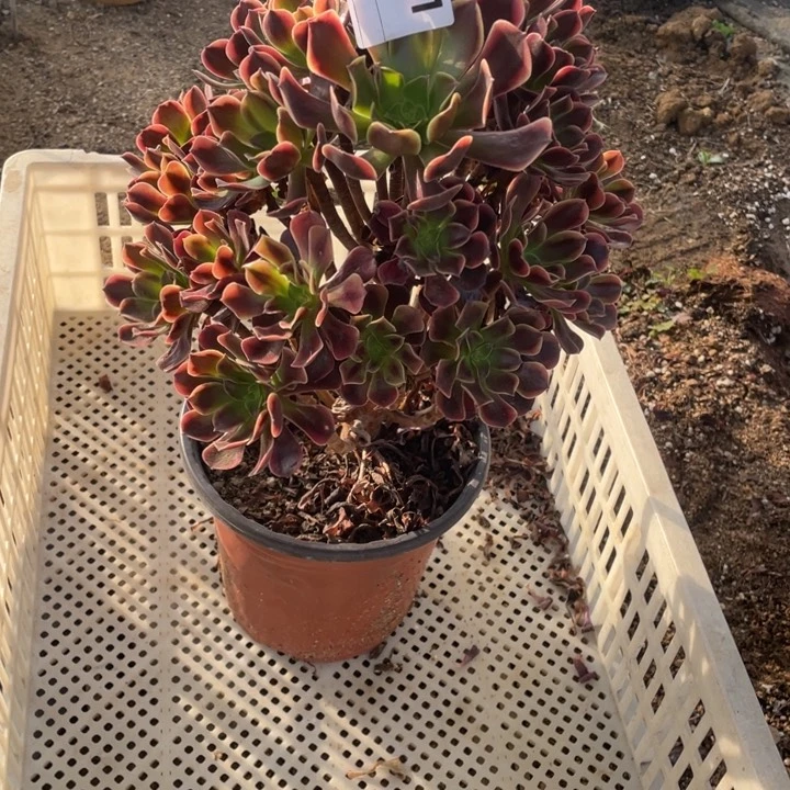 多肉欧嘉莉法师801