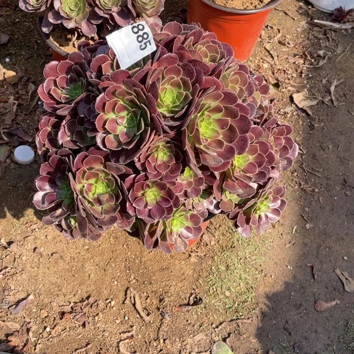 多肉包子玫瑰法师885