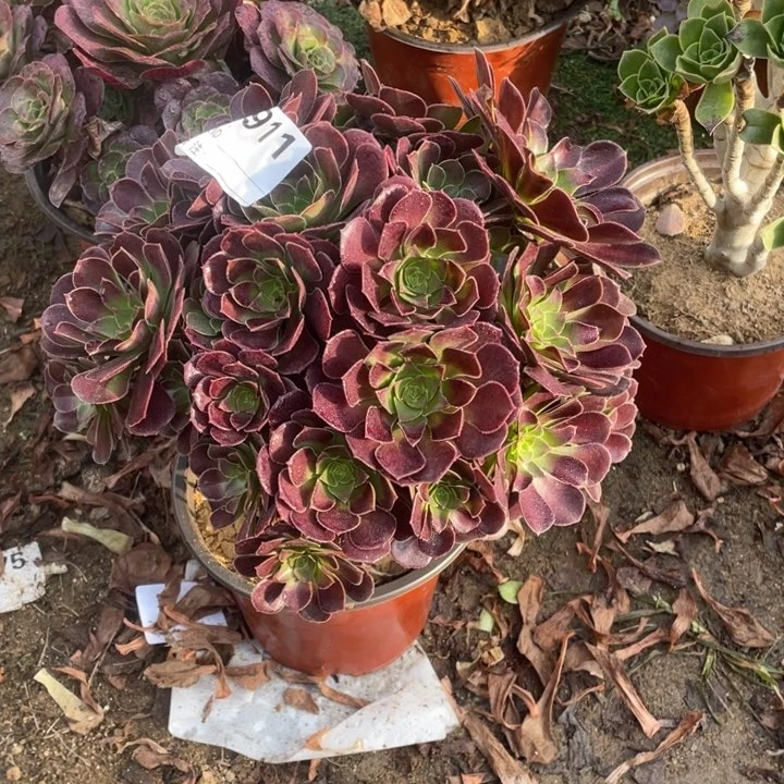 多肉包子玫瑰法师911