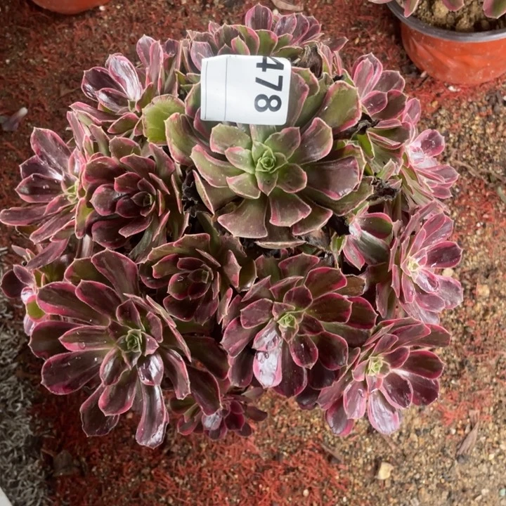 多肉安纳拉丝法师478