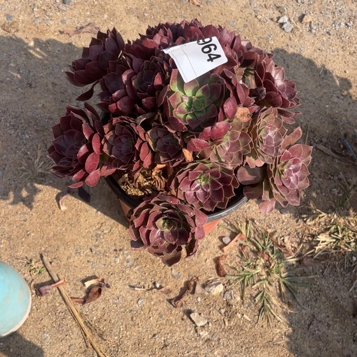 多肉赤炎莲法师964