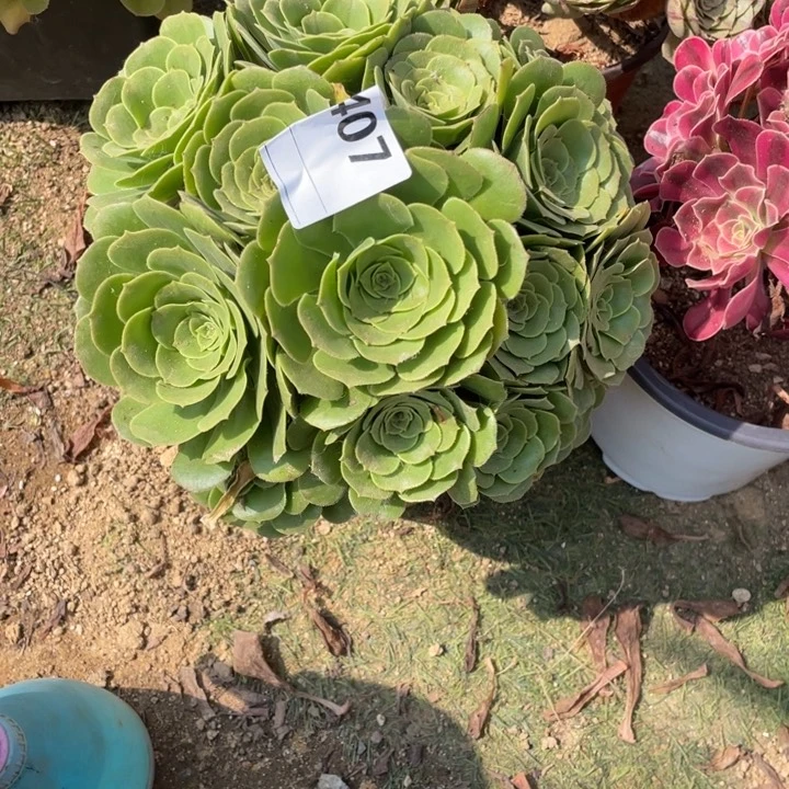 多肉绿杨蓉朵朵法师407