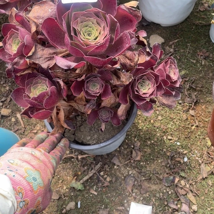 花***艺多肉魅金玫瑰法师700
