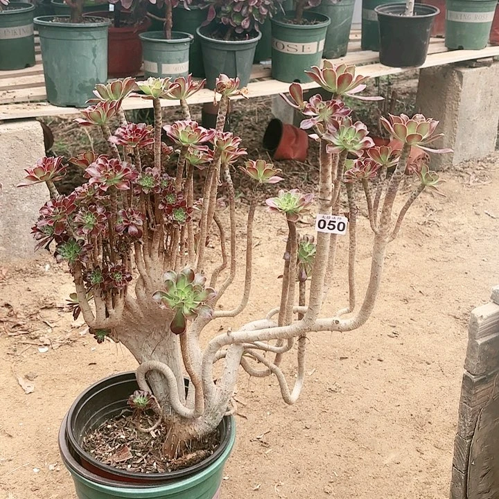 050黑法妖缀老桩