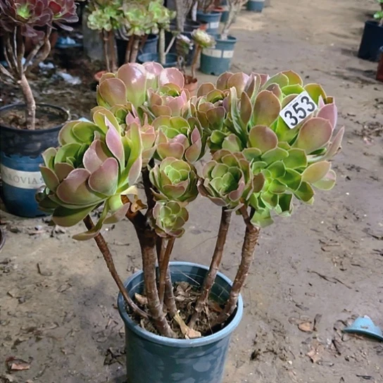 353韶羞玫瑰丛林老桩