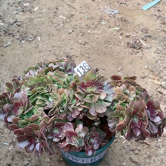 136万圣节朵缀老桩法师