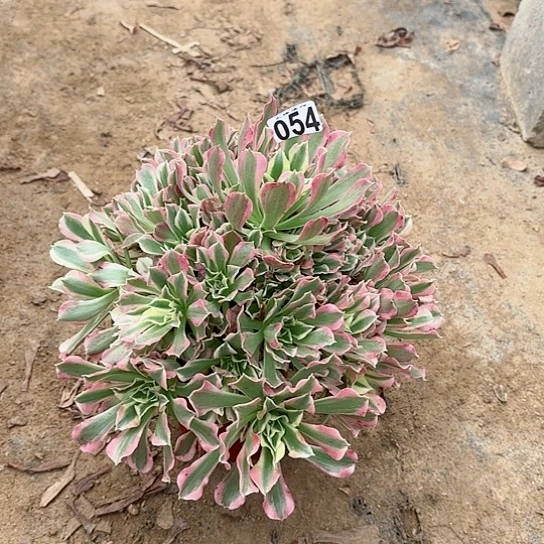 054白凤老桩法师