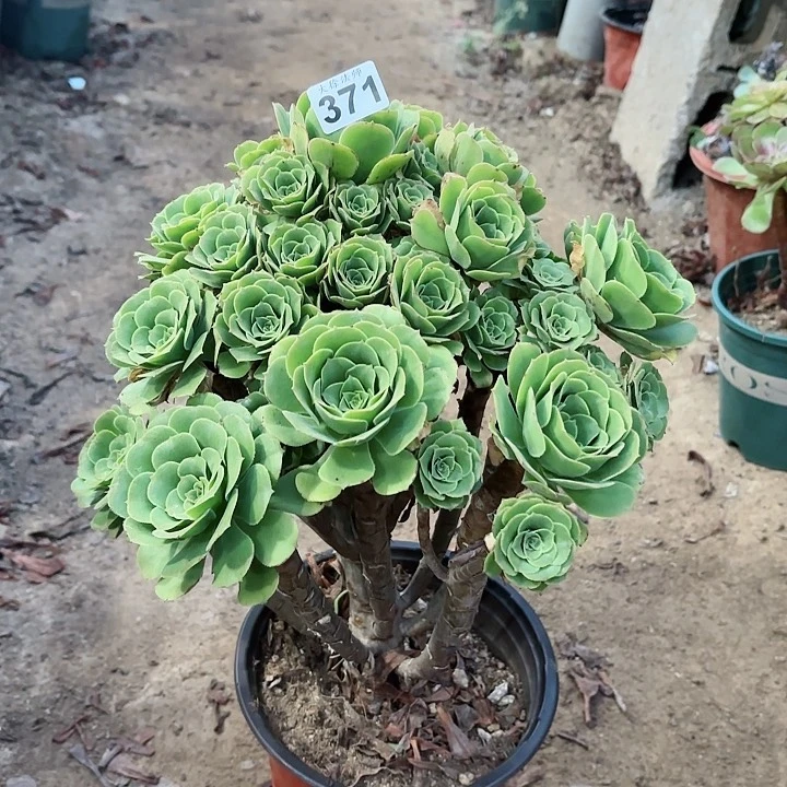 371绿羊绒老桩法师