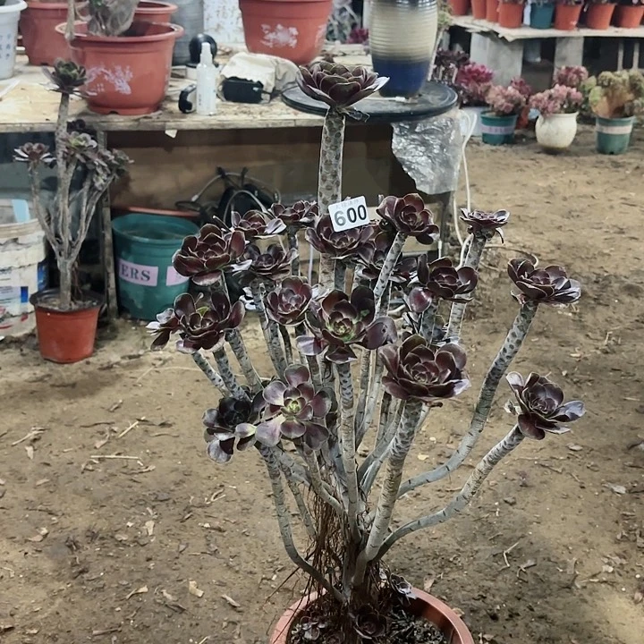 600圆叶老桩法师