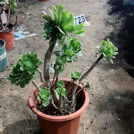 723绿法老桩丛林