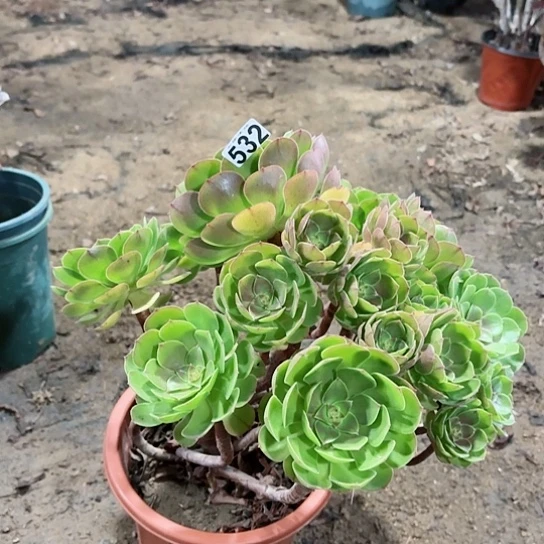 532万圣节老桩妖精