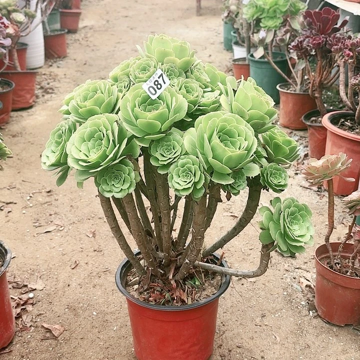 087绿羊绒老桩法师