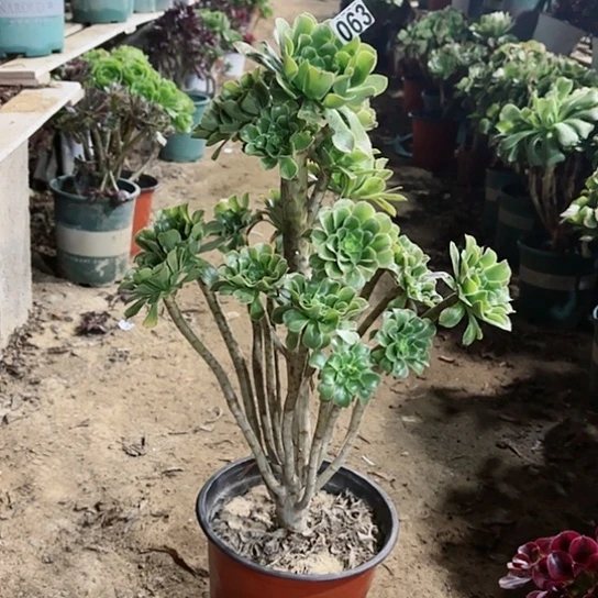 朱*2063绿法老桩法师