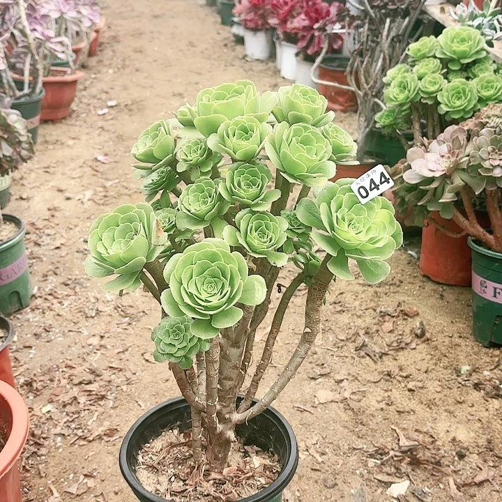 044绿羊绒老桩有断枝