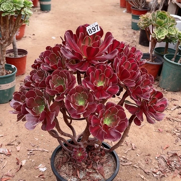 897花纳锦老桩法师有断枝