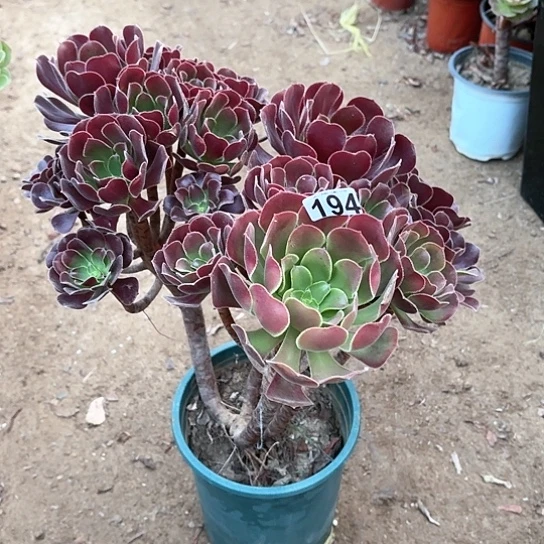 194欧紫老桩法师