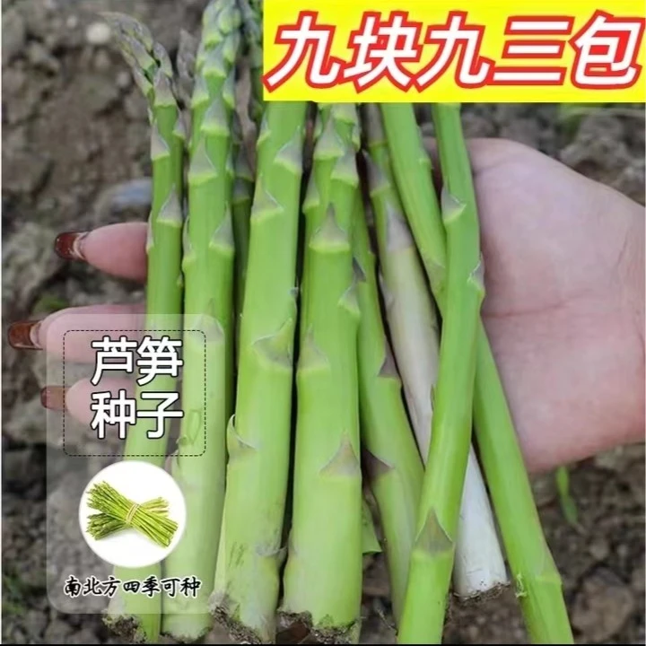 9.9元3包（芦笋）种子多年生青芦笋种子耐热高产耐寒阳台庭院蔬菜籽