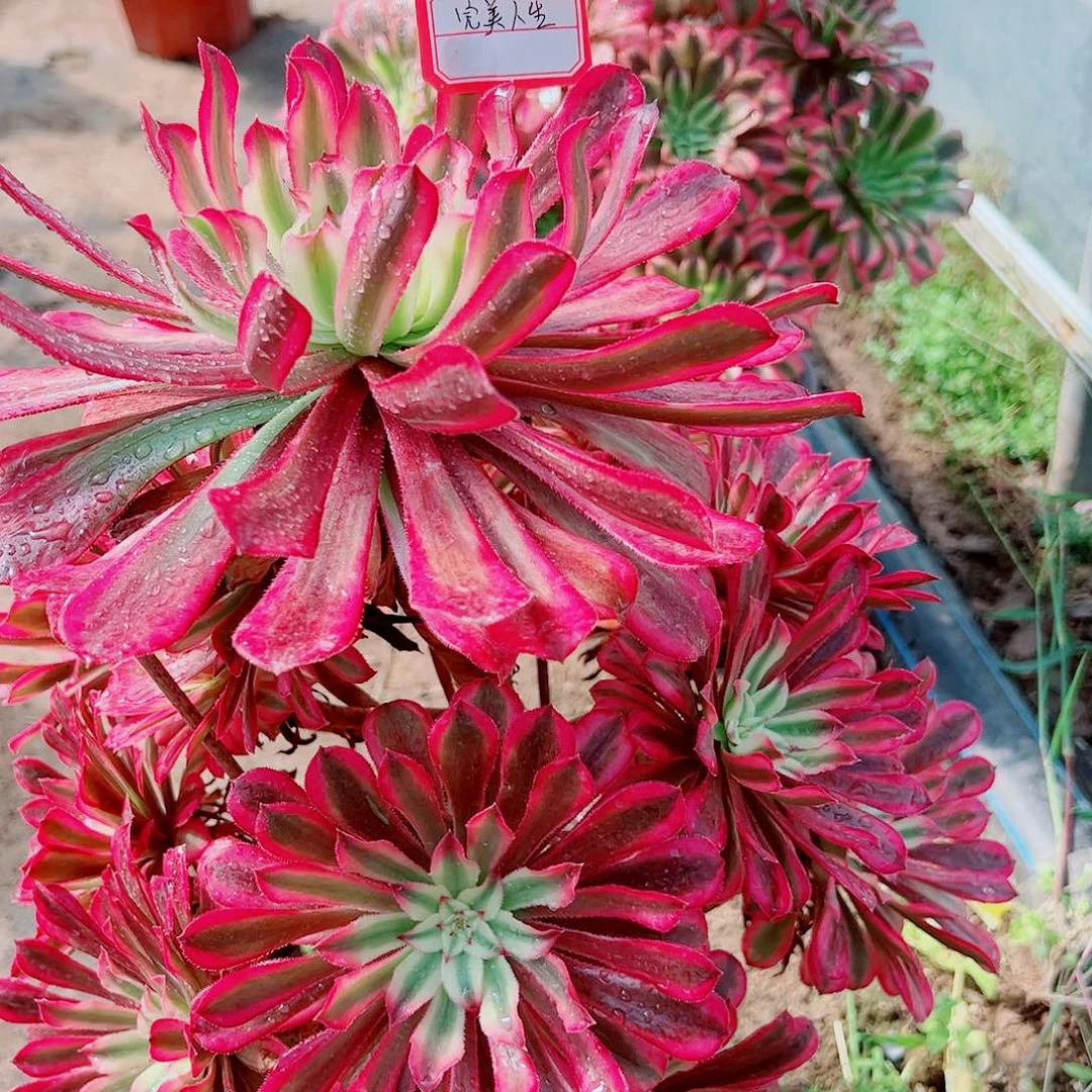 完美人生多肉植物保护研究所