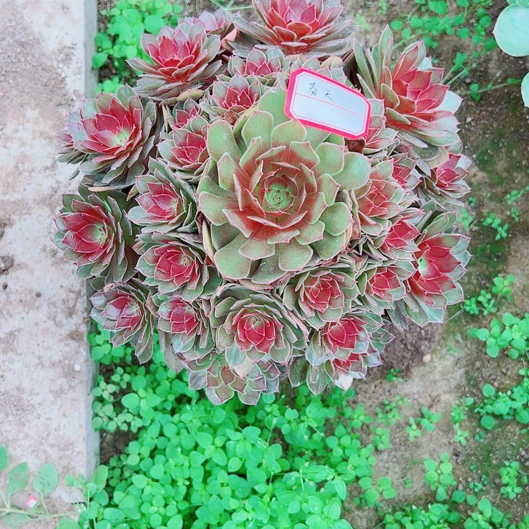 春天多肉植物保护研究所