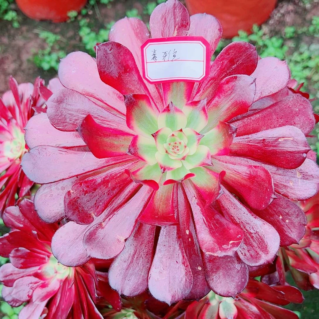 素*素雅多肉植物保护研究所