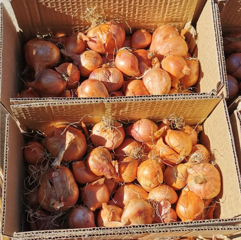 小园毛葱，老式品种，毛葱蘸酱越吃越香，讷河发货