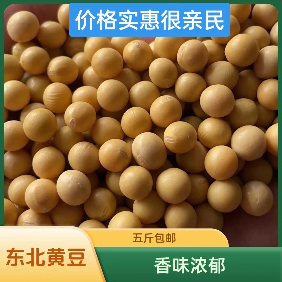 东北黄豆(新豆),豆香味浓郁、五斤包邮/讷河产地直发