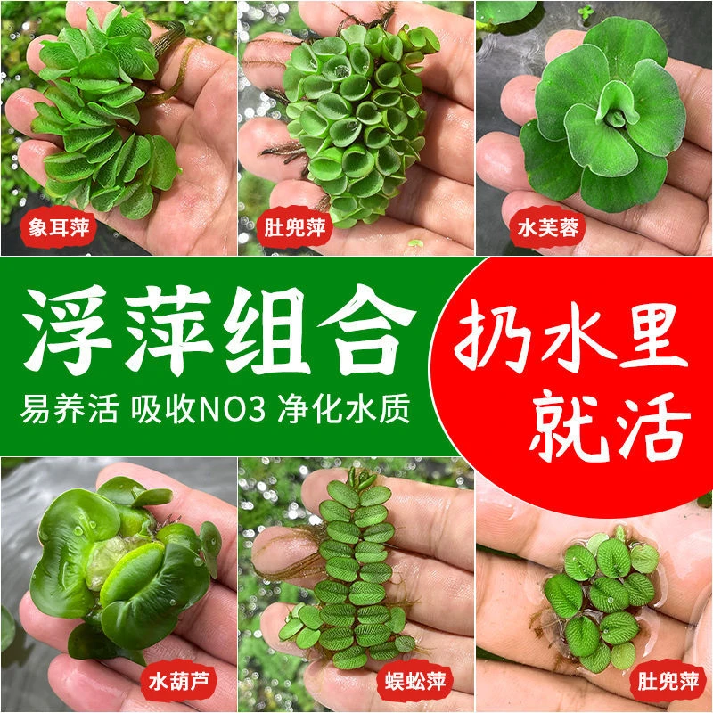 水芙蓉水葫芦浮萍水草植物鱼缸水培植物养龟养鱼古法养鱼套餐花草