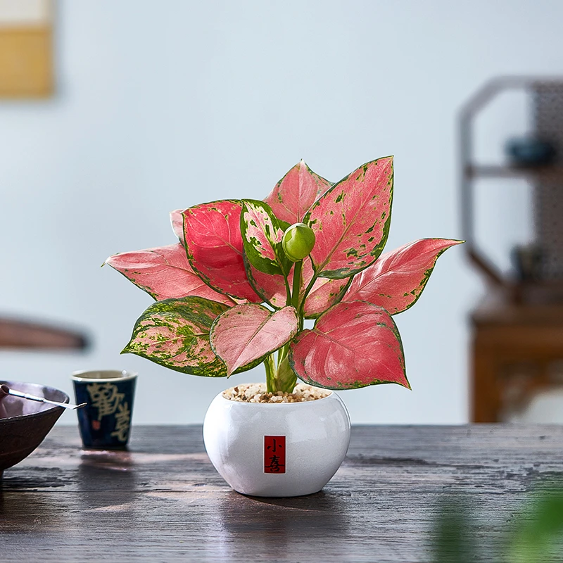 吉利红盆栽植物室内桌面如意皇后万年红办公室绿植净化空气吸甲醛