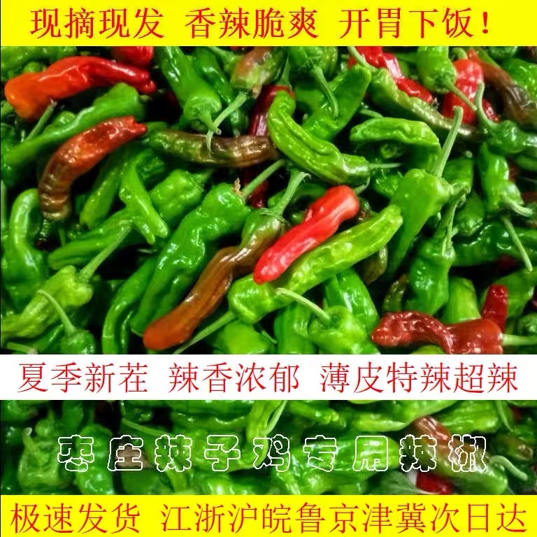 山东枣庄特产新鲜薄皮辣椒本地小皱皮特辣辣椒现摘现发