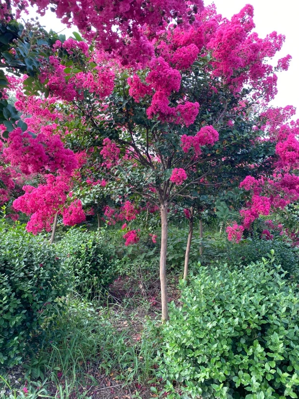 小叶玫红紫薇，一物一拍
