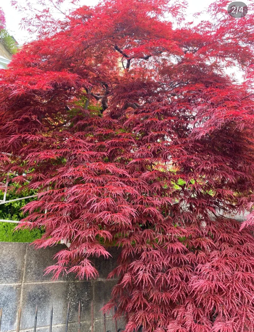 庭院羽毛枫，一物一拍