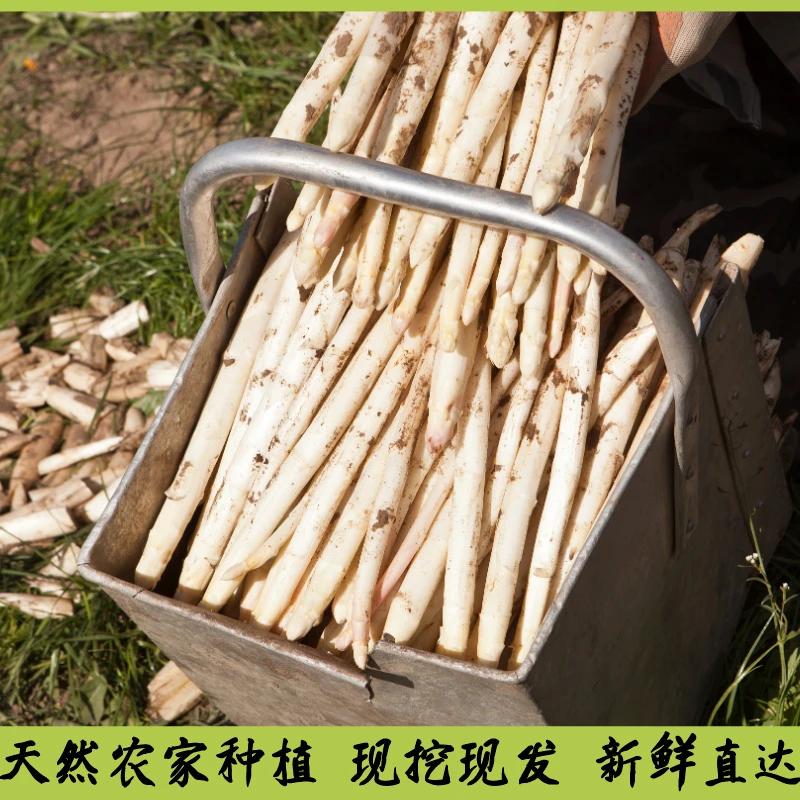 张仙女家的白芦笋都是精笋山东单县的几亩地3-5斤
