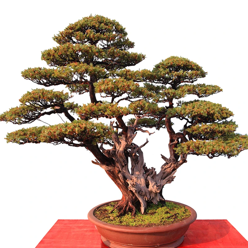 松柏类杂木类花卉类盆景 造型美观 品种齐全 一物一拍