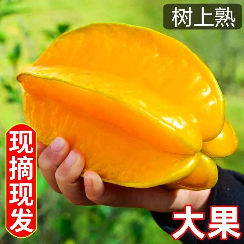 【现摘现发】甜杨桃水果杨桃新鲜批发降火水果应季水果杨桃批发汁