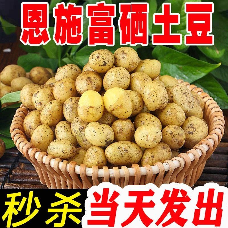 湖北恩施小土豆富硒马尔科高山农家自留稀有老品种黄心土豆马铃薯
