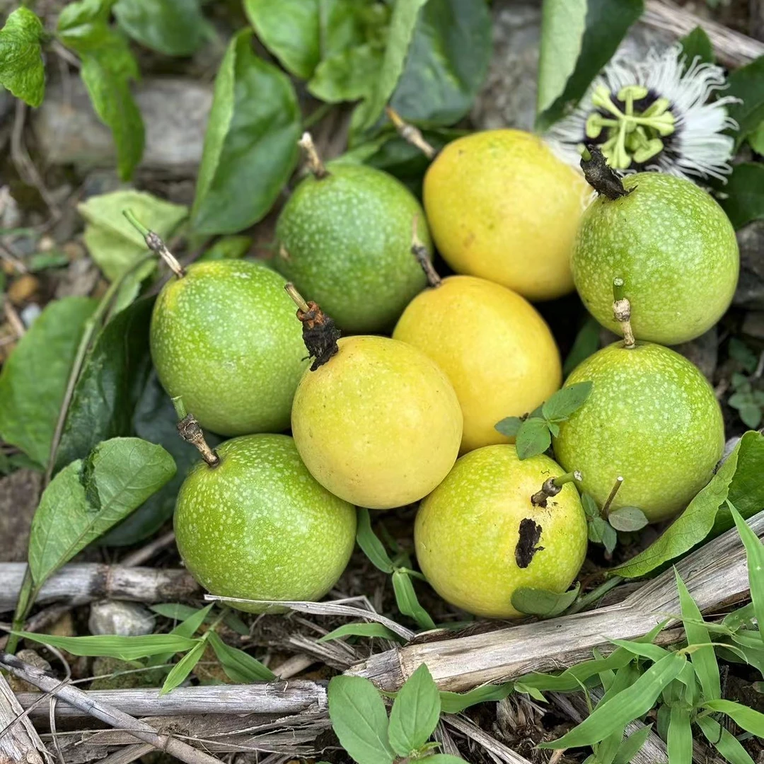 （海槟小芝专属）云南勐拉钦蜜9号黄金百香果