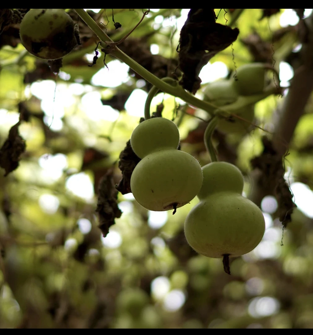 葫芦手串各种镶口老皮葫芦手把件