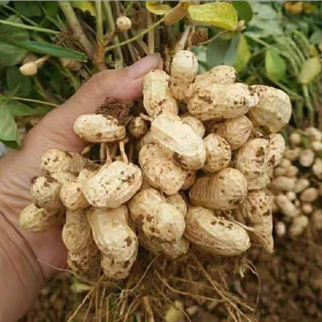 【传龙推荐】永嘉楠溪江山地花生 本地花生农家新鲜花生水煮 鲜嫩香