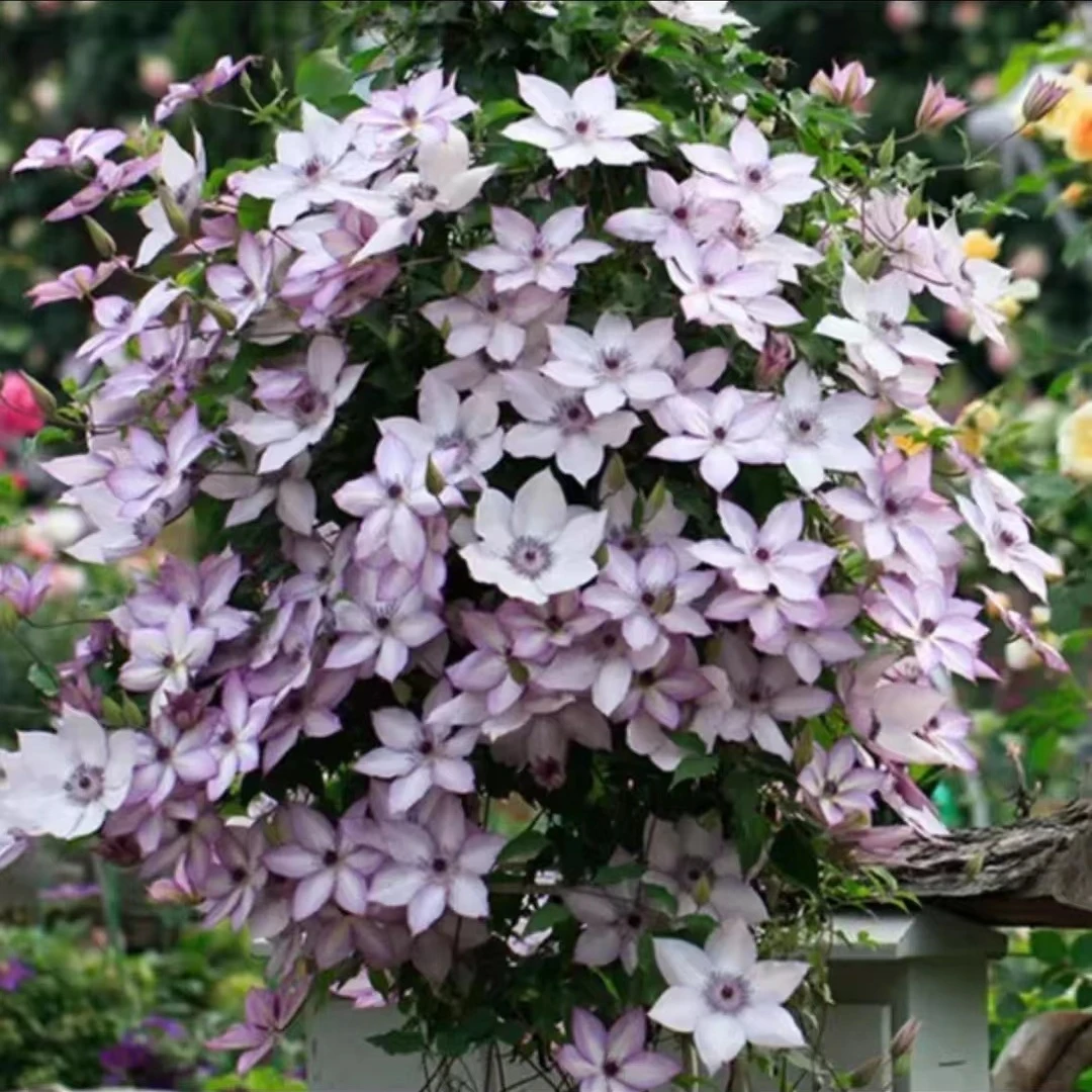 乌托邦铁线莲F系拱门花墙丰花修剪开花四季花苗庭院懒人耐寒耐热