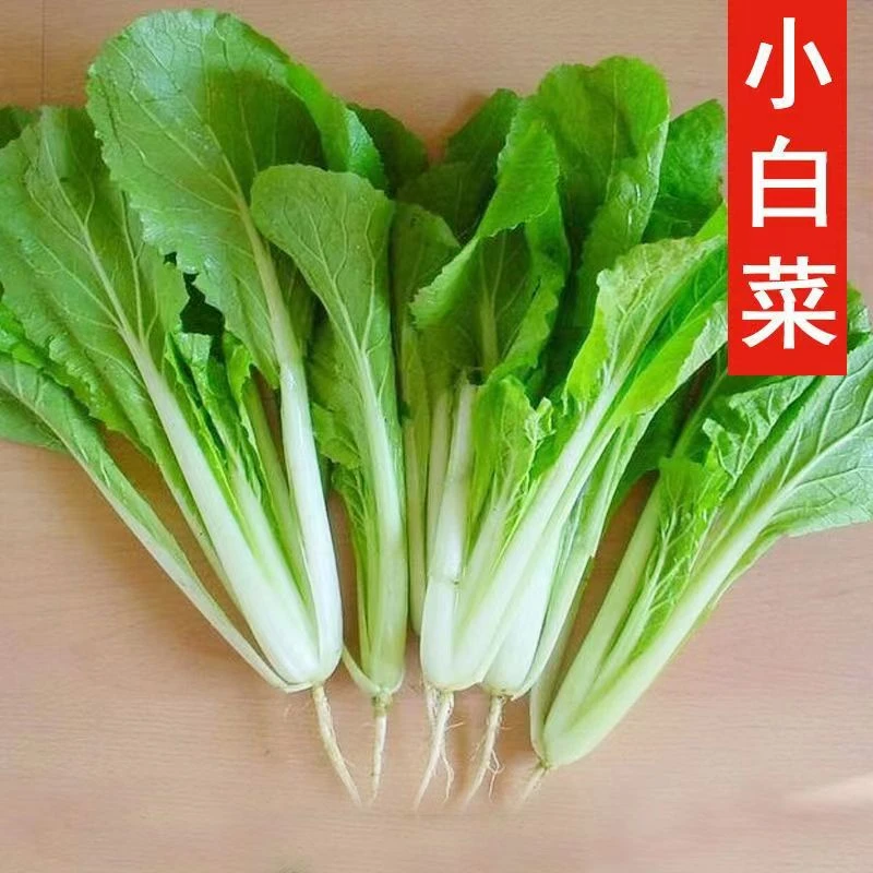 【全店满5包包邮】小白菜种子耐热耐寒四季易种阳台盆栽农家蔬菜种
