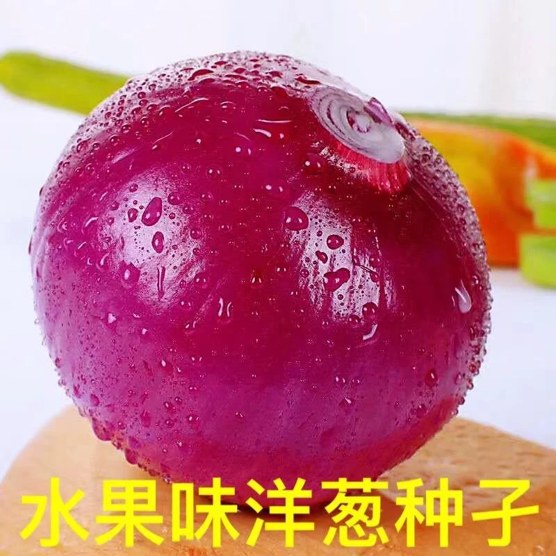 【满5包包邮】红皮洋葱种子特大紫皮圆葱种籽早熟易种高产耐寒蔬菜