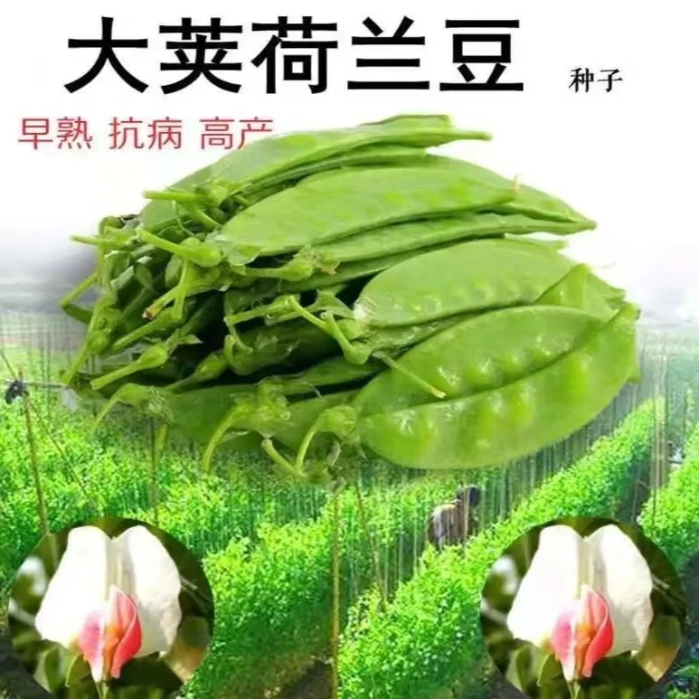 【全店满5包包邮】荷兰豆种子食荚甜豌豆四季种植菜豌豆种籽阳台种