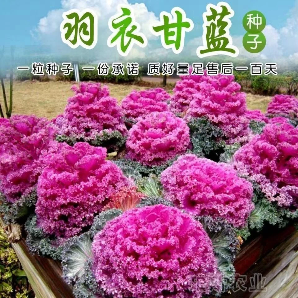 【全店满5包包邮】羽衣甘蓝种子观赏食用四季阳台盆栽耐寒蔬果种子