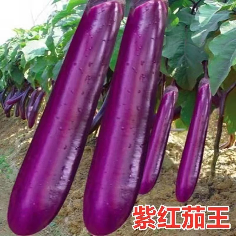 【全店满5包包邮】紫红长茄种子春秋季阳台盆栽农家菜园蔬菜种孑