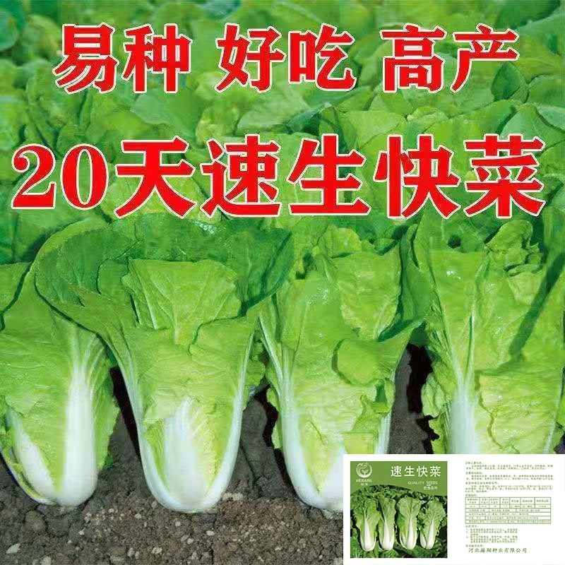【全店满5包包邮】快菜种子20天成熟四季种植速生耐热大小白菜种子