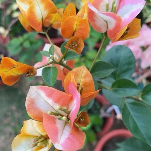 （凤凰）复色花百变凤凰品种三角梅中的爱马仕，花色多变，四季开花。