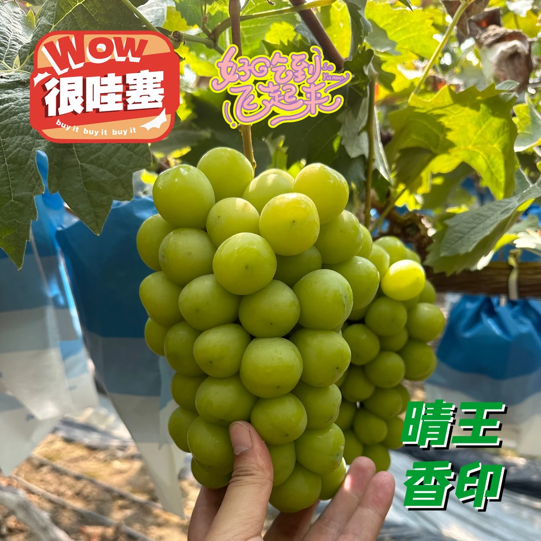 【官方补贴 | 顺丰】黄金香印葡萄 自家果园 晴王葡萄 黄色阳光玫瑰 纯甜无籽嘎嘎好吃G葡萄同城送江苏省