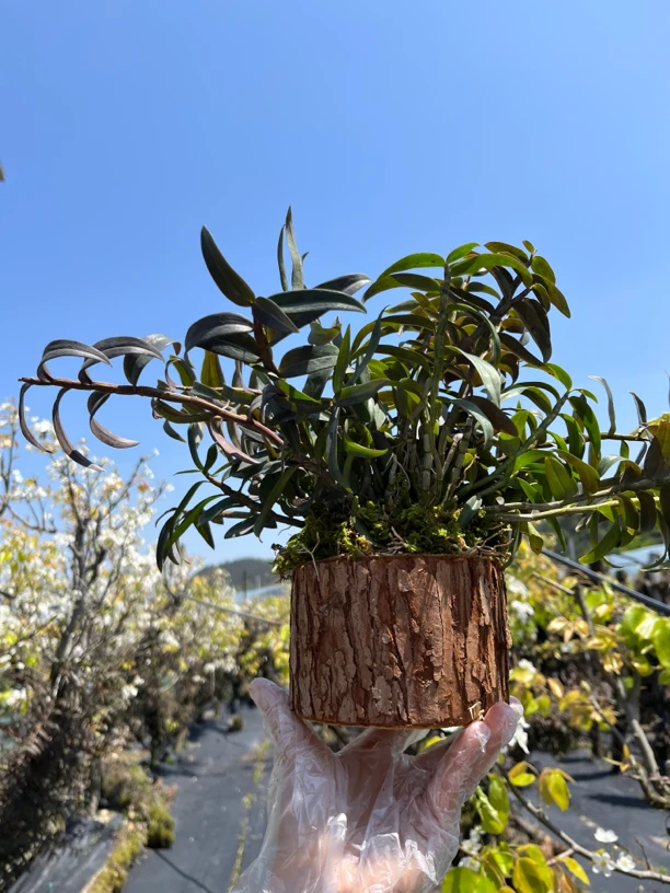 浙江雁荡山铁皮石斛苗 基地直销铁皮石斛木桩阳台室内 可食用